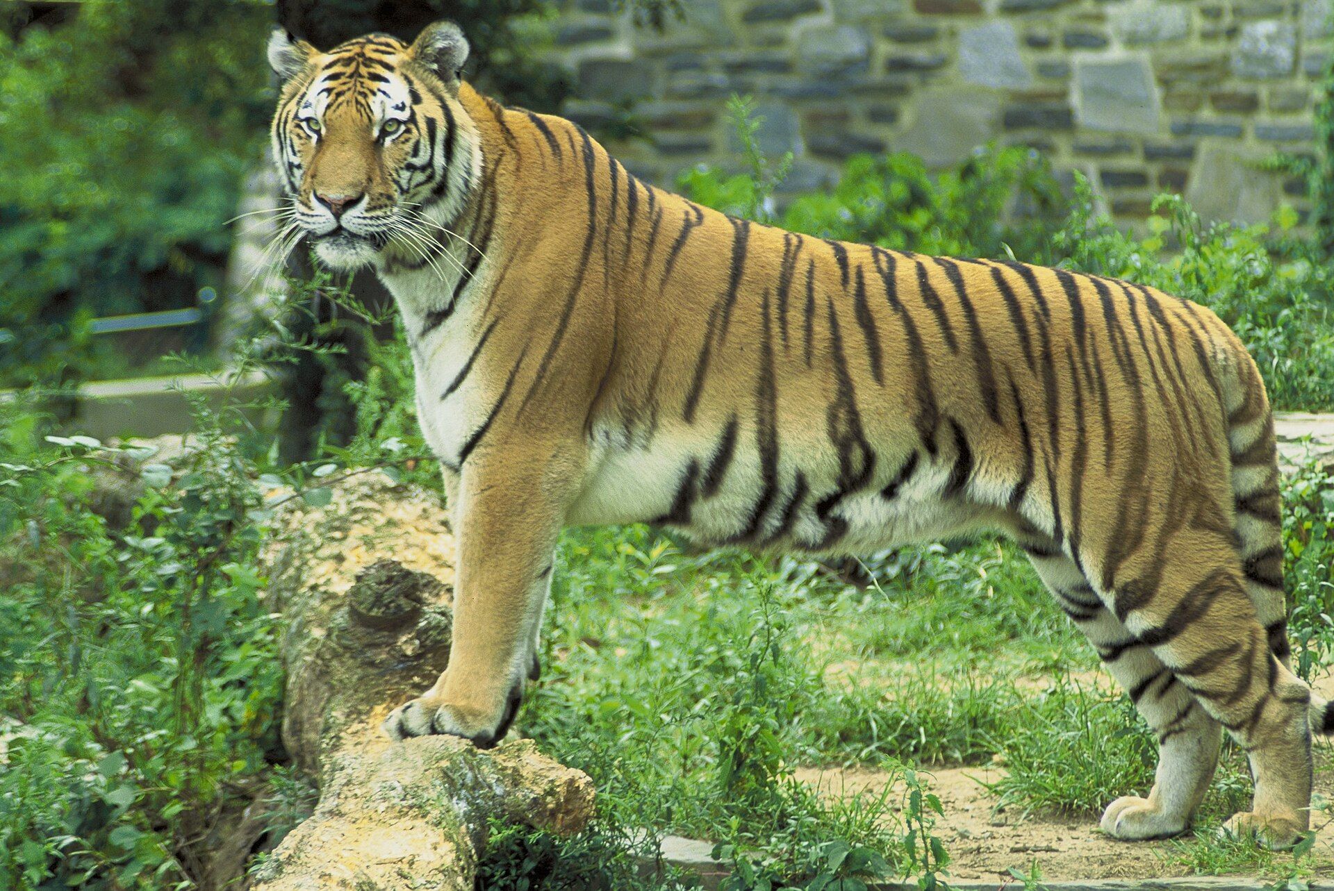 Harimau pada latar vegetasi.