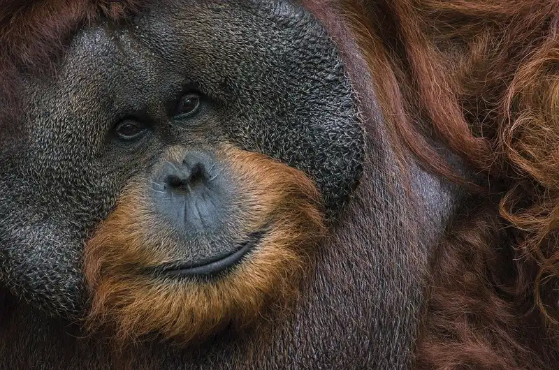 Orangutan berambut jingga pada latar vegetasi.