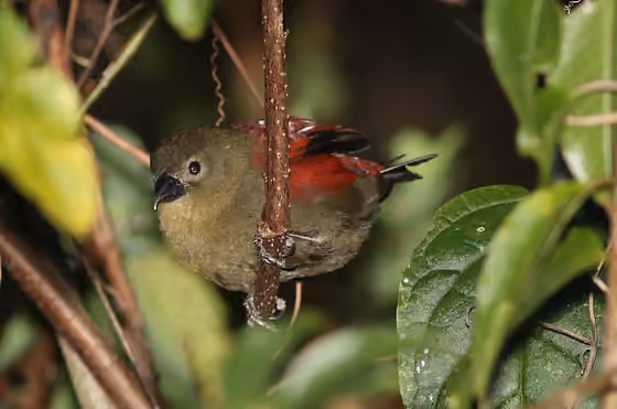 Dokumentasi Cryptospiza reichenovii betina