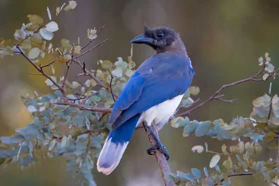 Dokumentasi Cyanocorax cristatellus