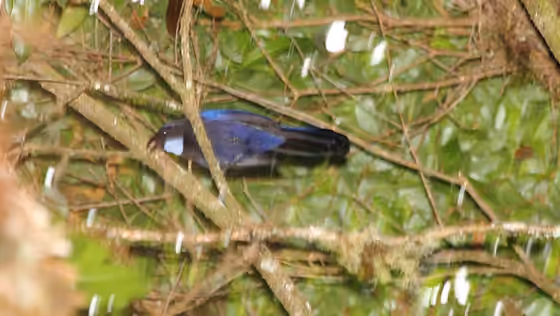 Dokumentasi Cyanolyca argentigula