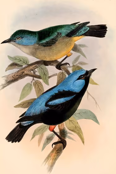 Ilustrasi Dacnis venusta