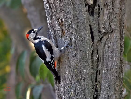Dokumentasi Dendrocopos syriacus