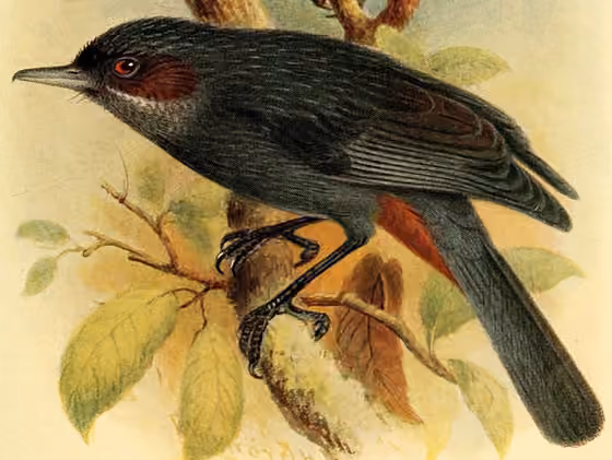 Ilustrasi Diglossa major