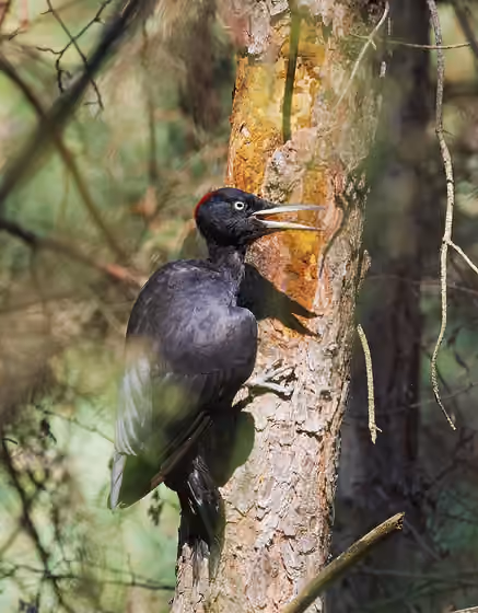Dokumentasi Dryocopus martius