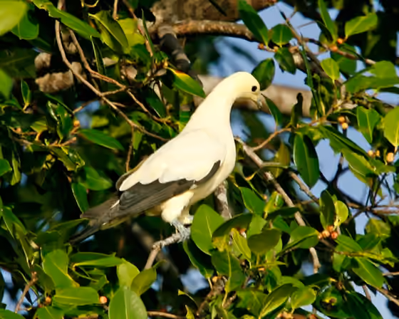 Dokumentasi Ducula bicolor