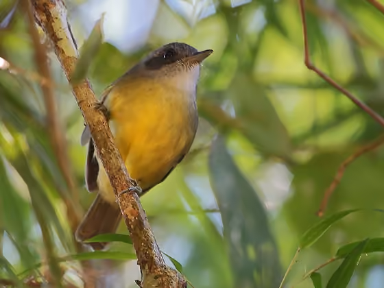 Dokumentasi Dysithamnus mentalis jantan