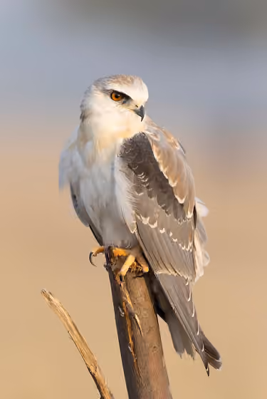 Dokumentasi Elanus caeruleus
