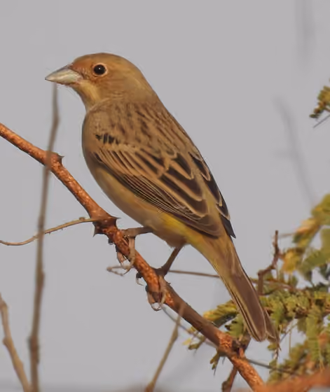 Dokumentasi Emberiza bruniceps betina