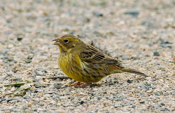 Dokumentasi Emberiza citrinella