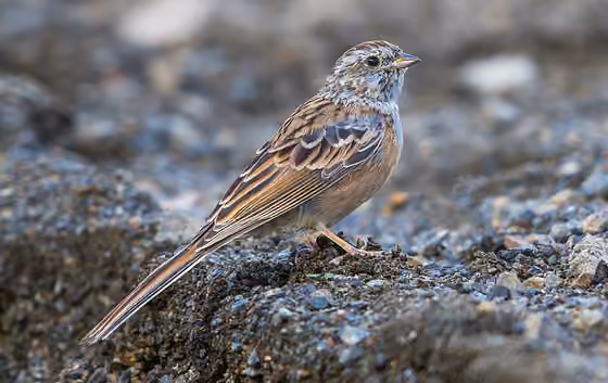 Dokumentasi Emberiza godlewskii