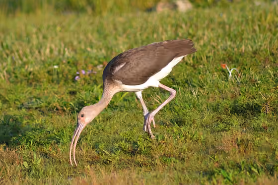 Dokumentasi Eudocimus albus