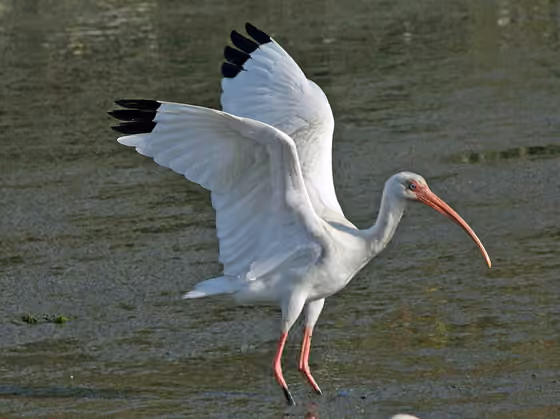 Dokumentasi Eudocimus albus