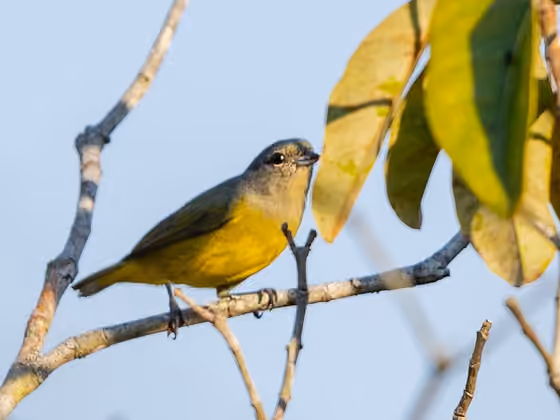 Dokumentasi Euphonia plumbea betina