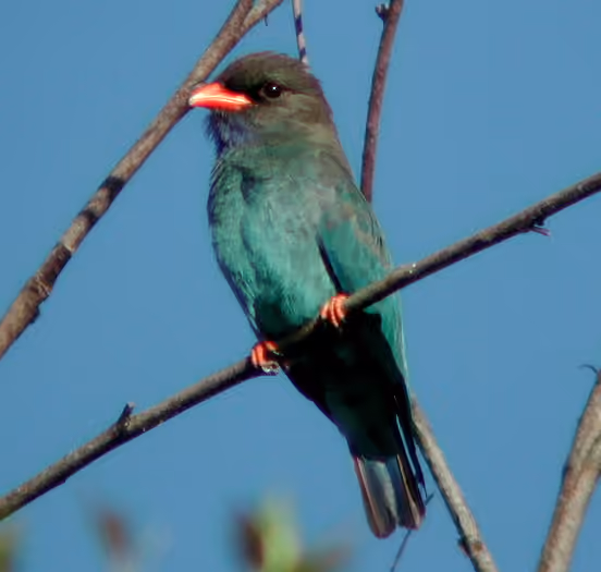 Dokumentasi Eurystomus orientalis
