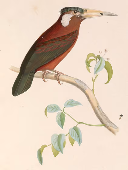 Ilustrasi Galbalcyrhynchus leucotis