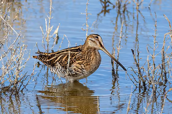 Dokumentasi Gallinago gallinago