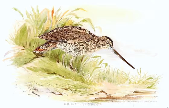 Ilustrasi Gallinago nemoricola