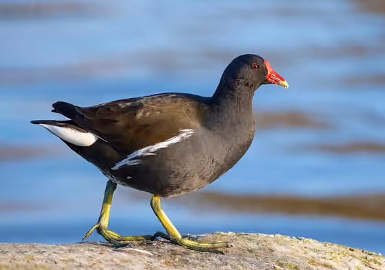 Dokumentasi Gallinula chloropus