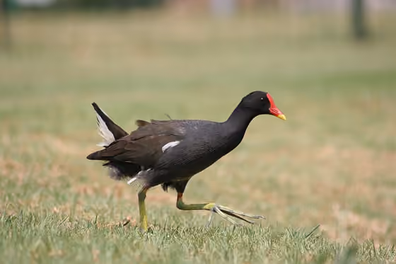 Dokumentasi Gallinula chloropus