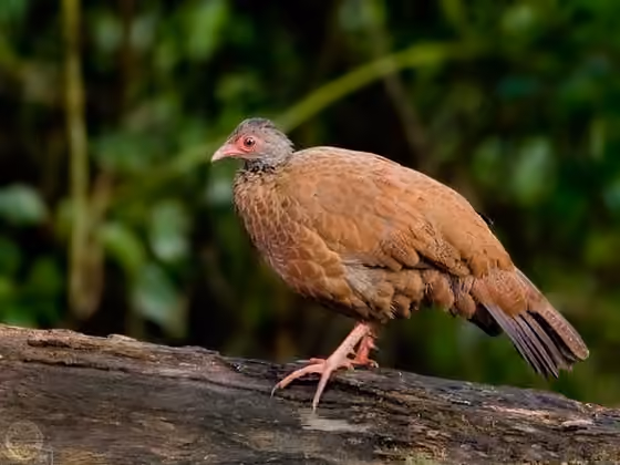 Dokumentasi Galloperdix spadicea