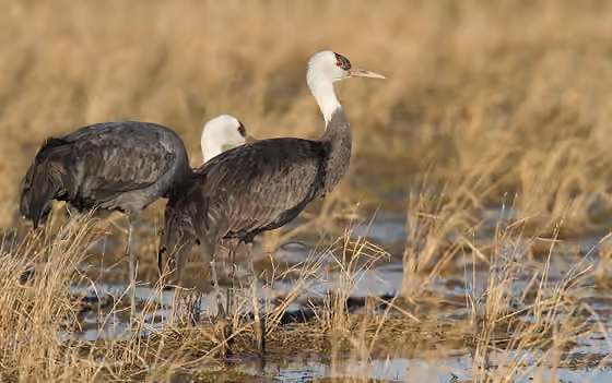 Dokumentasi Grus monacha