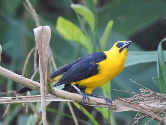 Dokumentasi Gymnomystax mexicanus