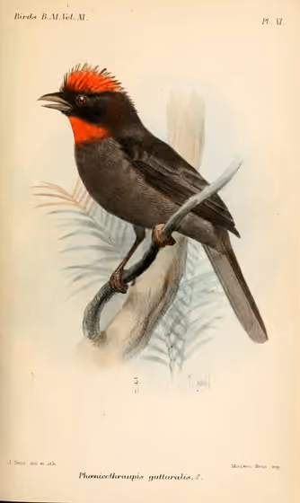 Ilustrasi Habia gutturalis