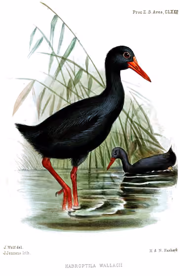 Ilustrasi Habroptila wallacii