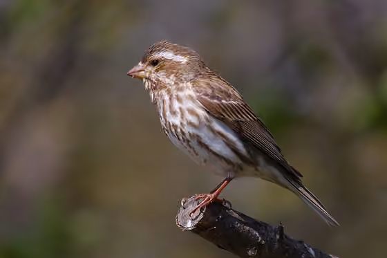 Dokumentasi Haemorhous purpureus