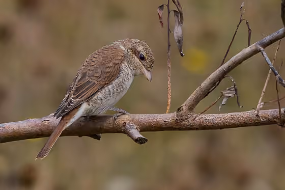 Dokumentasi Lanius collurio
