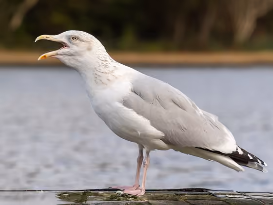 Dokumentasi Larus argentatus