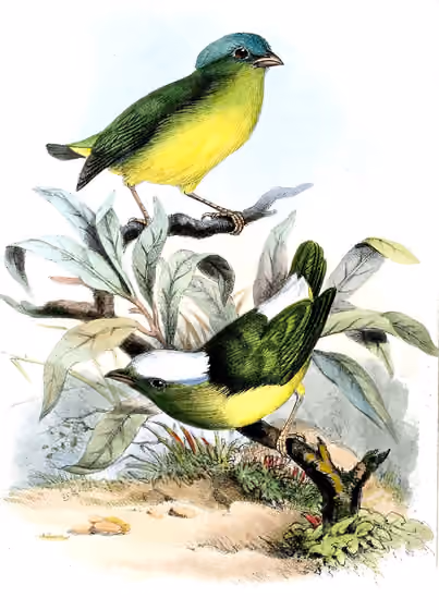Ilustrasi Lepidothrix nattereri