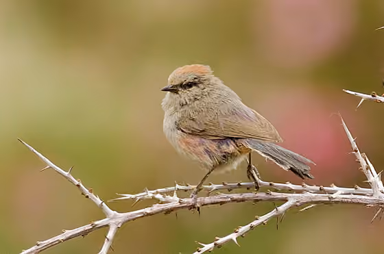Dokumentasi Leptopoecile sophiae betina