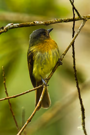 Dokumentasi Leptopogon rufipectus