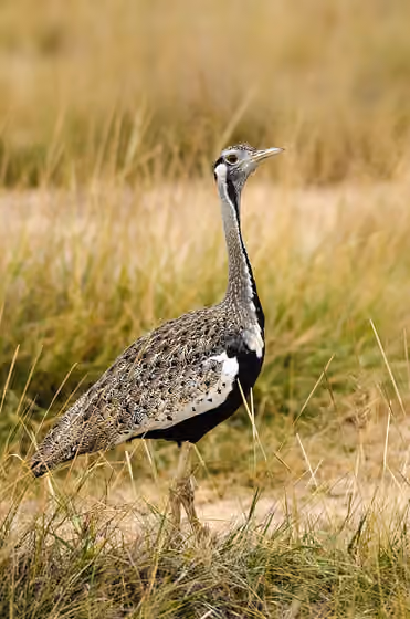 Dokumentasi Lissotis melanogaster