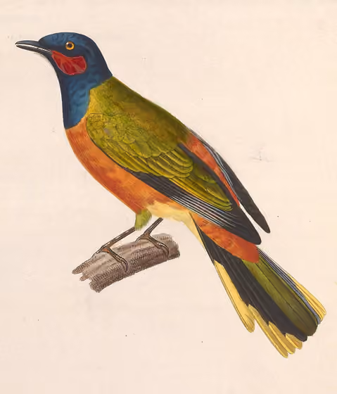Ilustrasi Lobotos lobatus jantan