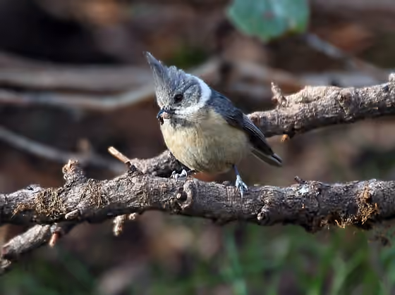 Dokumentasi Lophophanes dichrous
