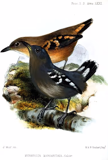 Ilustrasi Megastictus margaritatus