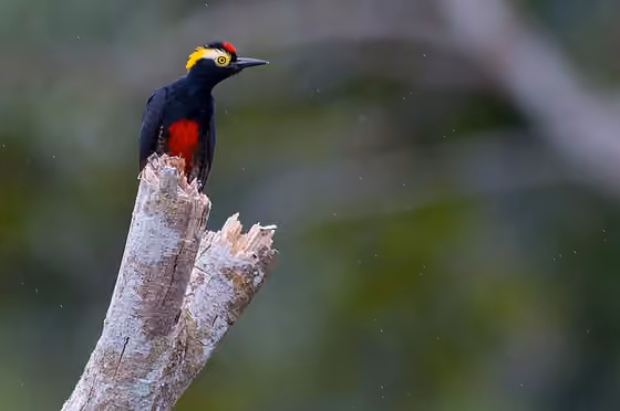 Dokumentasi Melanerpes cruentatus