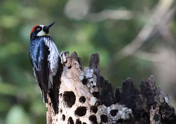 Dokumentasi Melanerpes formicivorus