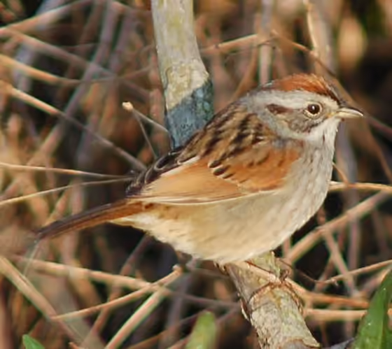 Dokumentasi Melospiza georgiana