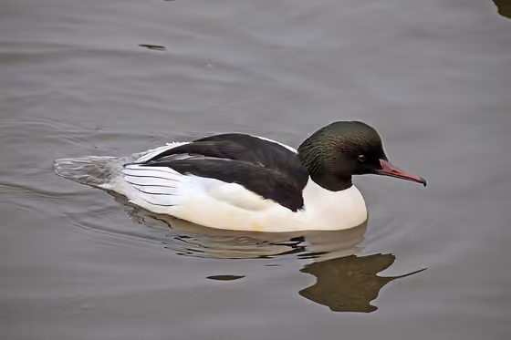 Dokumentasi Mergus merganser jantan