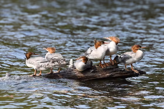 Dokumentasi Mergus merganser