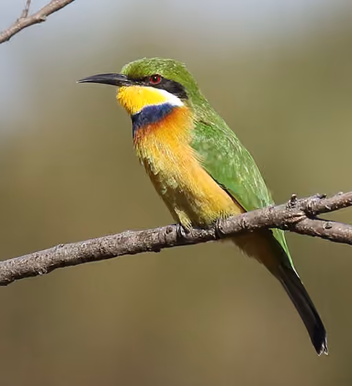 Dokumentasi Merops variegatus