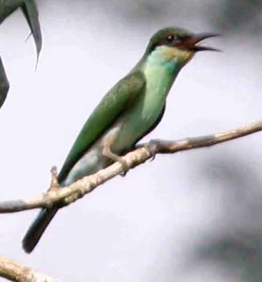 Dokumentasi Merops viridis
