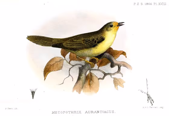 Ilustrasi Metopothrix aurantiaca