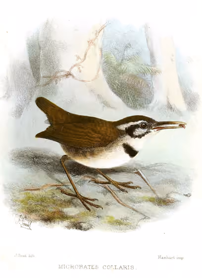 Ilustrasi Microbates collaris