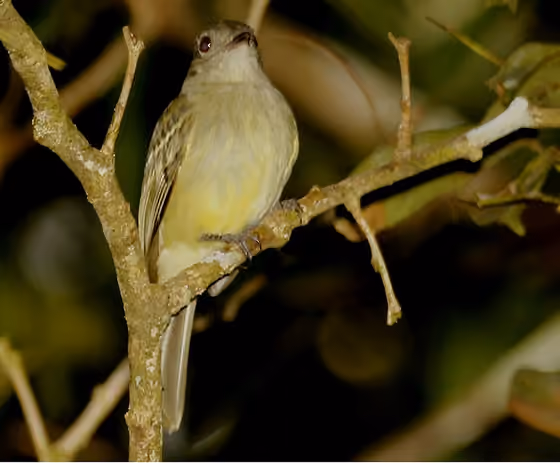 Dokumentasi Myiopagis flavivertex