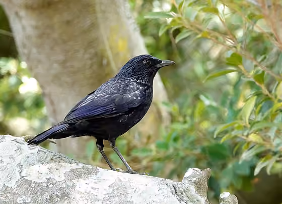 Dokumentasi Myophonus caeruleus